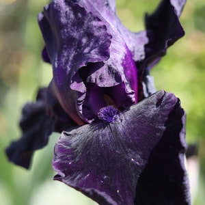 May include: A close-up of a dark purple iris flower with a deep purple center. The flower is in focus, while the background is blurred.