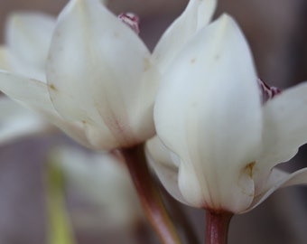 Orchid Art Photo, Instant Digital Download, White Orchid, White Flower, Flower Wall Art, Floral Decor, Orchid Flower Wall Art, 22.5x15