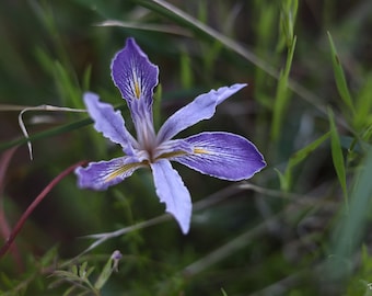 Deep Purple Douglas Iris in California Forest, Digital Download, Floral Wall Art, Cottage Wall Art, Floral Wall Hanging,Home Decor,22.5 x 15
