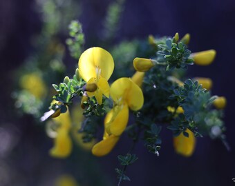 California, Lydian Broom Backlit with Bright Afternoon Sun, Digital Download, Wall Art, Home Decor, Nature Photography, Flower Photography