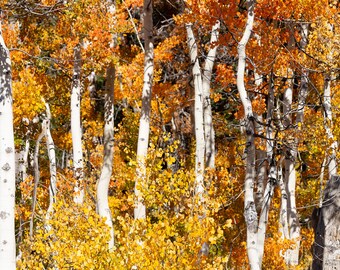 Orange and Golden Aspen Trees, California, Sierra Nevada Mountains, Digital Download, Wall Art, Nature Wall Art, Wall Hangings, Home Decor