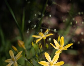 California Pretty Faces and Ratlesnake Grass, Digital Download, Wall Art, Home Decor, Wall Hanging, Nature Photography, Flower Wall Art