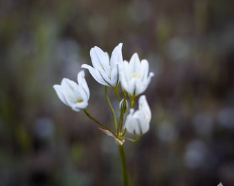 California White Brodiaea, White Flower, Digital Download, Wall Art, Flower Wall Art, Wall Hanging, Home Decor, Wall Decor, Nature Photo
