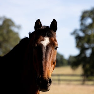 Beautiful Bay Horse with an Inquisitive Expression, Digital Download, Wall Art, Wall Hanging, Home Decor, Animal Photography, Springtime