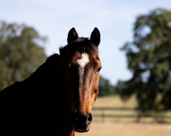 Beautiful Bay Horse with an Inquisitive Expression, Digital Download, Wall Art, Wall Hanging, Home Decor, Animal Photography, Springtime
