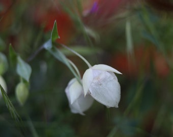 Fairy Lantern Flower, California, Digital Download, Flower Wall Art, Wall Hanging, Floral Home Decor,Home & Living,Floral Wall Decor,15x22.5