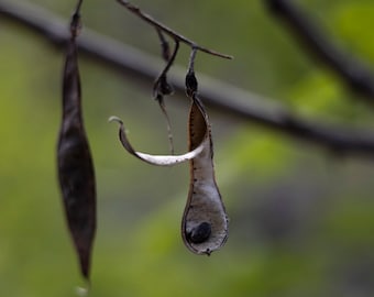 Bean Hangs Precariously in Pod, Nature Photography, Home Decor, Cottage Wall Art, Nature Wall Art, Digital Download, California Photography