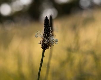 California Ribwort Plantain with Golden Background, Digital Download, Wall Art, Wall Hangings, Home Decor, Nature Photography, Minimalist