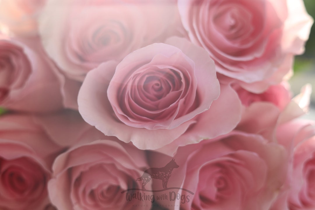 Soft Pink Roses, Digital Download, Flower Photography, Cottage Wall Art ...