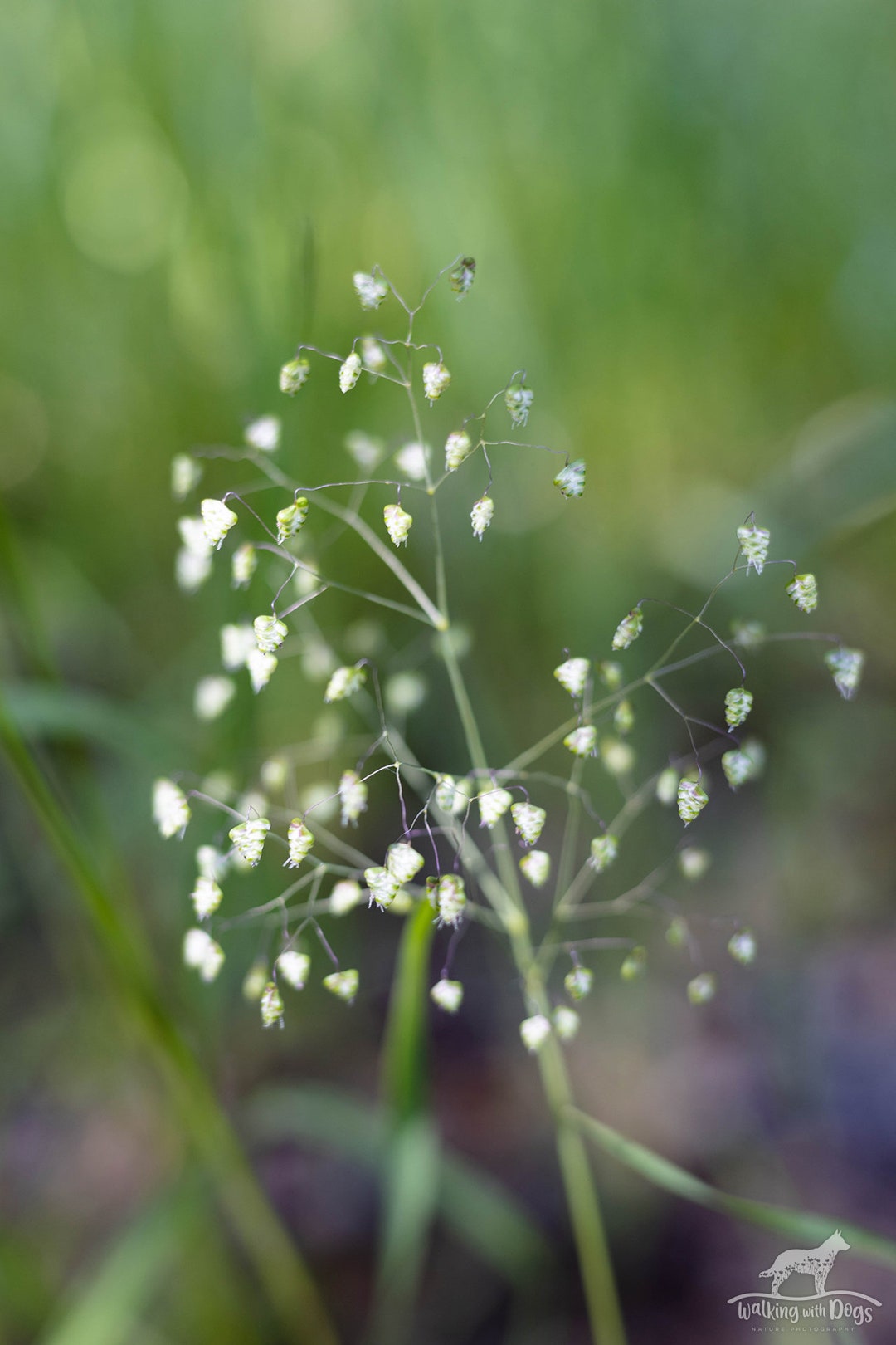 Artistic Image of Rattlesnake Grass in California, Digital Download