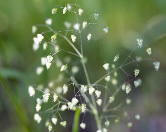 Artistic Image of Rattlesnake Grass in California, Digital Download, Wall Art, Wall Hanging, Home Decor, Digital Print, Nature Photography