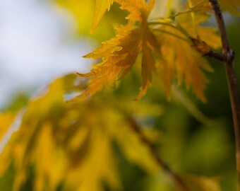 Artistic Photo of Spring Leaves in Evening Light, Digital Download, Wall Art, Wall Hanging, Home Decor, Nature Wall Art, Abstract Wall Art