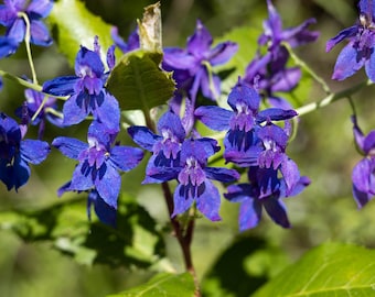 Vivid Purple Larkspur on a Bright Spring Day, Nature Wall Art, Digital Download, Wall Decor, Wall Hanging, Home Decor, Flower Photography