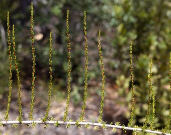 Branch of Interesting Green Plant, Chamise, Digital Download, Wall Art, Wall Decor, Wall Hanging, Nature Photography, Home Decor, Plant Art