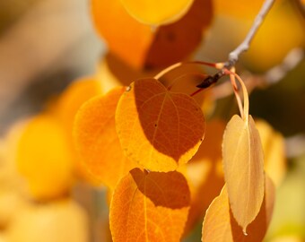 Orange Gold Aspen Leaves in Bright Sunlight in California, Digital Download, Wall Art, Nature Wall Art, Autumn Wall Hanging, Home Decor