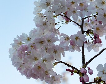 Pastel Photo of Cherry Blossoms, Springtime Flowers, Nature Photography, Wall Art, Digital Download, Home Decor, Wall Hangings, Wall Decor