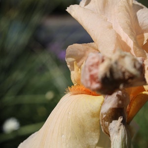Op de afbeelding: Een close-up van een licht perzikkleurige irisbloem met een geel centrum. De bloem is scherp, terwijl de achtergrond wazig is.
