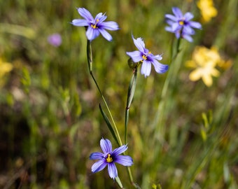 Blue Eyed Grass, California, Digital Download, Purple Flower, Flower Wall Art, Floral Wall Art, Cottage Wall Art, Flower Photograph, Nature
