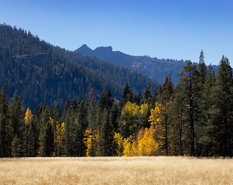 Landscape of Golden Grasses, Yellow Aspen Trees, Pine Trees, and Mountains, California, Sierra Nevadas, Lake Tahoe, Digital Wall Art