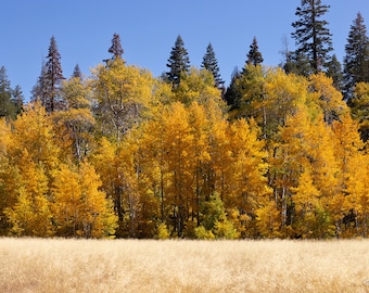Golden Aspen Trees in the Sierra Nevadas on an Autumn Day, Ditigal Download, Nature Wall Art, Wall Hanging, Trees, Landscape Photography