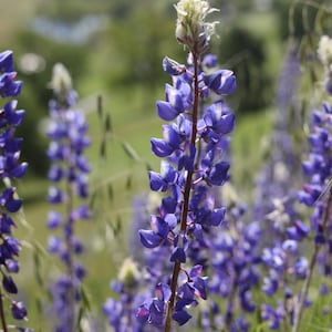 California, Purple Lupine, Digital Download, Flower Wall Art, Cottage Wall Art, Flower Picture, Flower Photography, Wildflower Photo,15x22.5