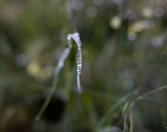 Artistic photo of a Blade of Grass with Dew Drops, Digital Download, Nature Photography, Wall Art, Home Decor, Wall Hanging, Nature Wall Art