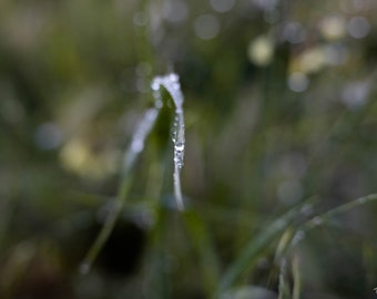 Artistieke foto van een grasspriet met dauwdruppels, digitale download, natuurfotografie, kunst aan de muur, home decor, muur opknoping, natuur kunst aan de muur