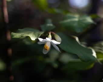 Dramatic Photo of a California Snowbell Flower, Digitial Download, Wall Hanging, Wall Art, Floral Wall Art, Nature Photography, White Flower