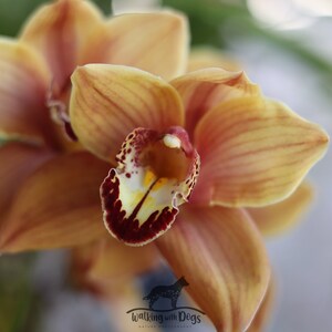 Kunstvolle Orchidee Foto, Digitaler Download, Apricot-Farben Orchideen, Florale Wanddekoration, Blumen Wandkunst, Kunstfoto, Orchidee, 22,5 x 15