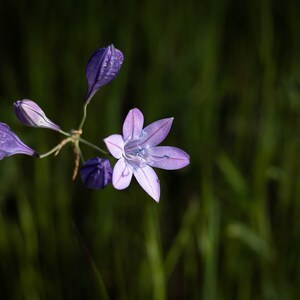 May include: A detailed shot of a purple flower with six petals and several unopened buds. The flower is a pale purple with darker purple lines. The background is a blurred green, giving the impression of a natural environment.
