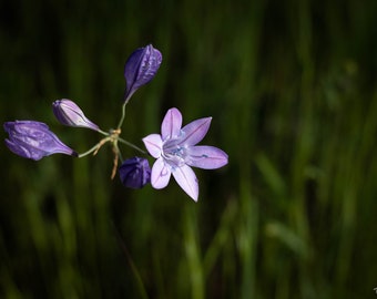 Ithuriel's Spear Flower, California, Digital Download, Floral Wall Art, Flower Wall Art, Wall Hanging, Home Decor,Purple Flower,Nature Photo