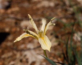 California Hartweg's Iris, Sierra Iris, Yellow Wild Iris, Digital Download, Flower Wall Art, Wall Art, Home Decor,Wall Hangings,Flower Photo