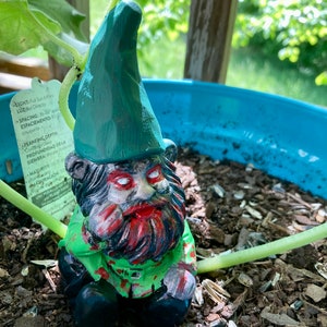 Zombie Gnome fun time