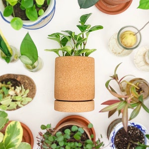 May include: A collection of potted plants in various sizes and styles, including a cork planter with a green plant, a white ceramic planter with a green plant, and a brown ceramic planter with a green plant.