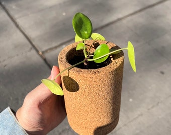 Corki Planter Mini