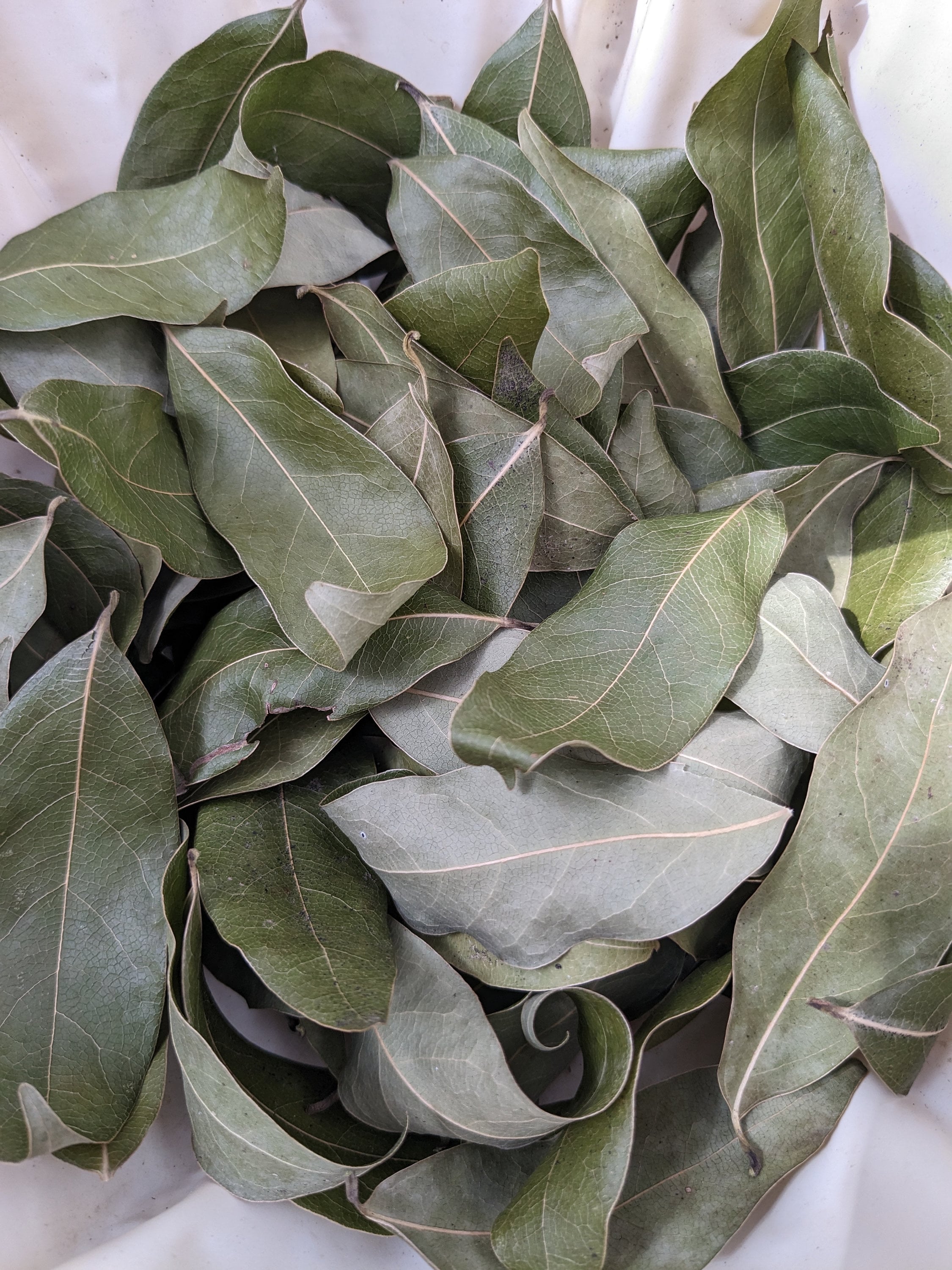 Organic Bay Leaves - 85 Fresh Picked Leaves, Laurus Nobilis, Free Shipping