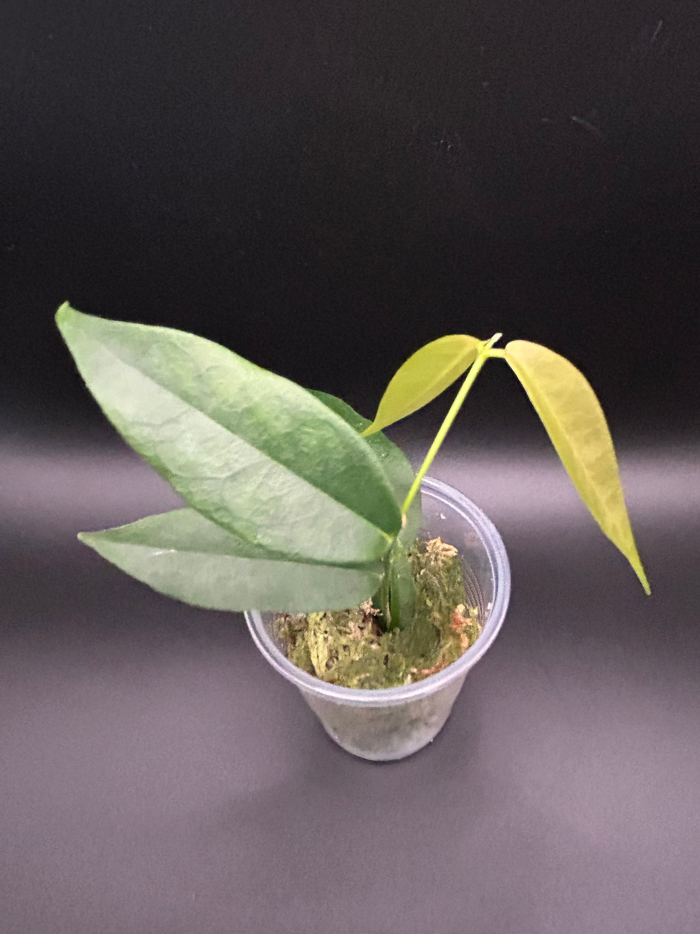 0458 Hoya papuana ホヤ　パプアナ　パプアニューギニア産 Hoya Papuana - Etsy