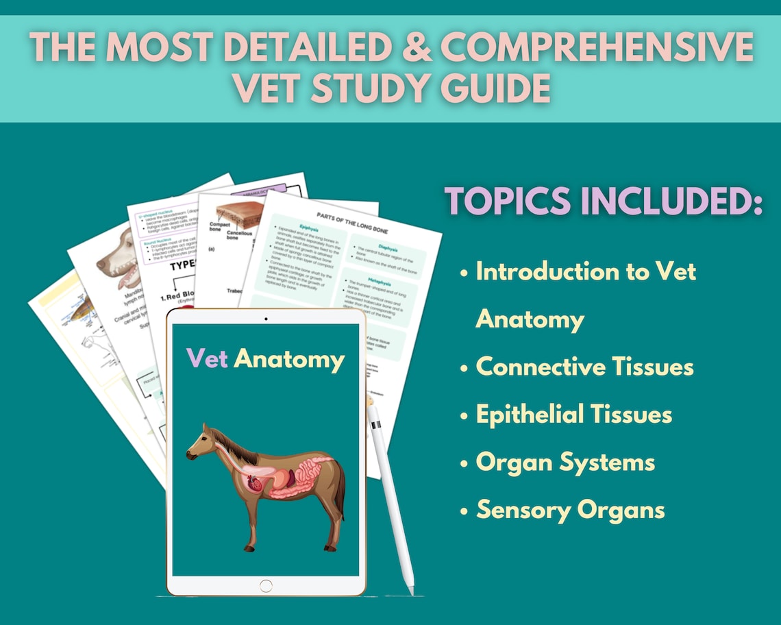 Vet Anatomy Notes Bundle Veterinary Med Lessons Domestic Etsy Canada