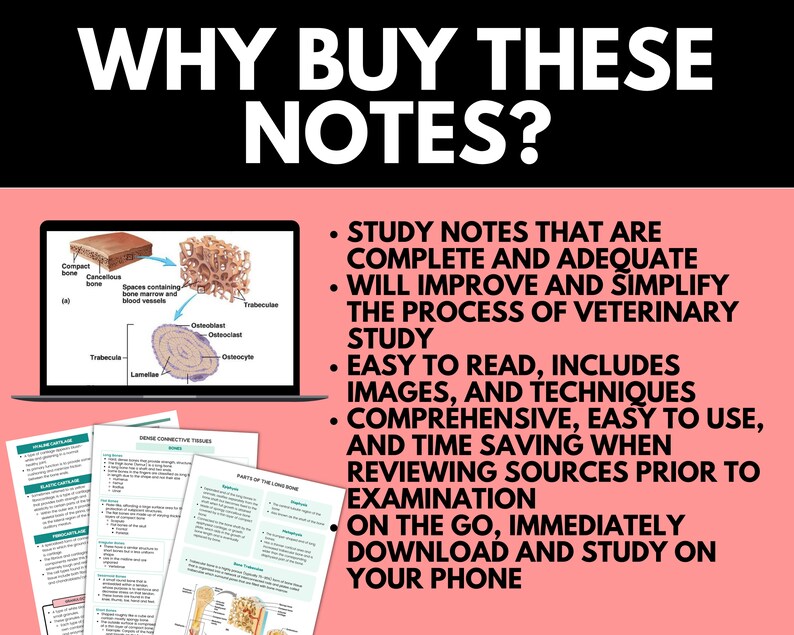 Complete Veterinary Bundle Vet Med Lessons Domestic Animal Etsy