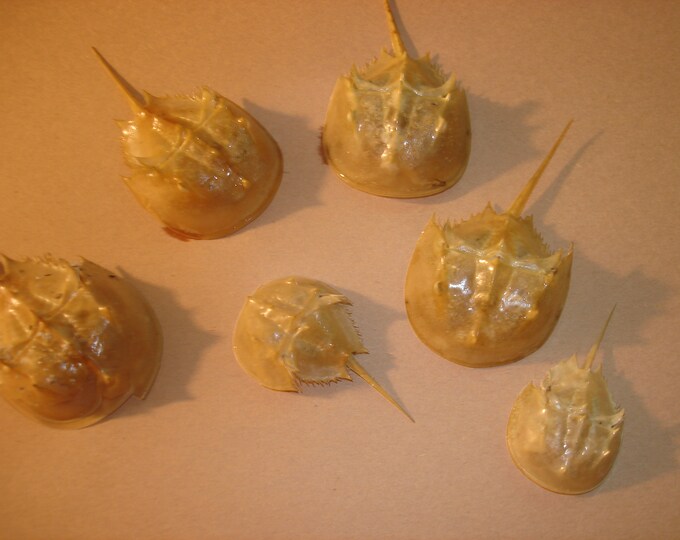Real Mini Horseshoe Crabs Exoskeleton LOT for Projects Etsy