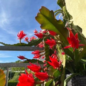 Epiphyllum Orchideen Kaktus, variiert Blätter Stecklinge, Orchid Cactus fresh cuttings Bild 1