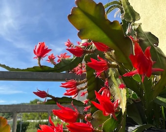 Epiphyllum Orchideen Kaktus, variiert Blätter Stecklinge, Orchid Cactus fresh cuttings