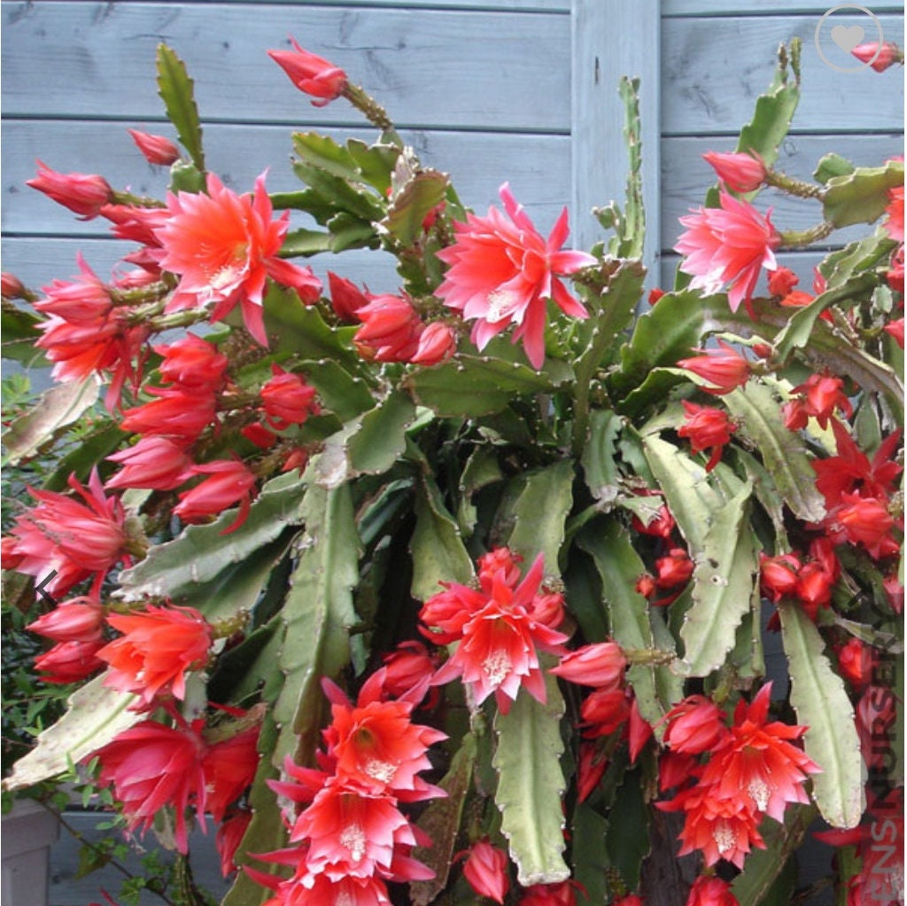Cactus Orchids, Red Epiphyllum, 3 Cuttings, Red Orchid Cactus, 3 Fresh Cut  Ready to Root Cuttings, 20-40 Cm - Etsy Denmark