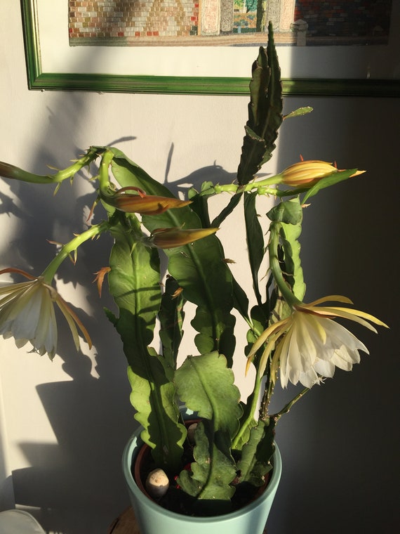monstera gießen Green Home Monstera Erde main image 0