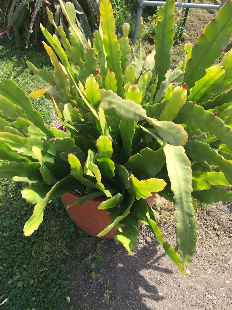 Epiphyllum Orchideen Kaktus, variiert Blätter Stecklinge, Orchid Cactus fresh cuttings Bild 4