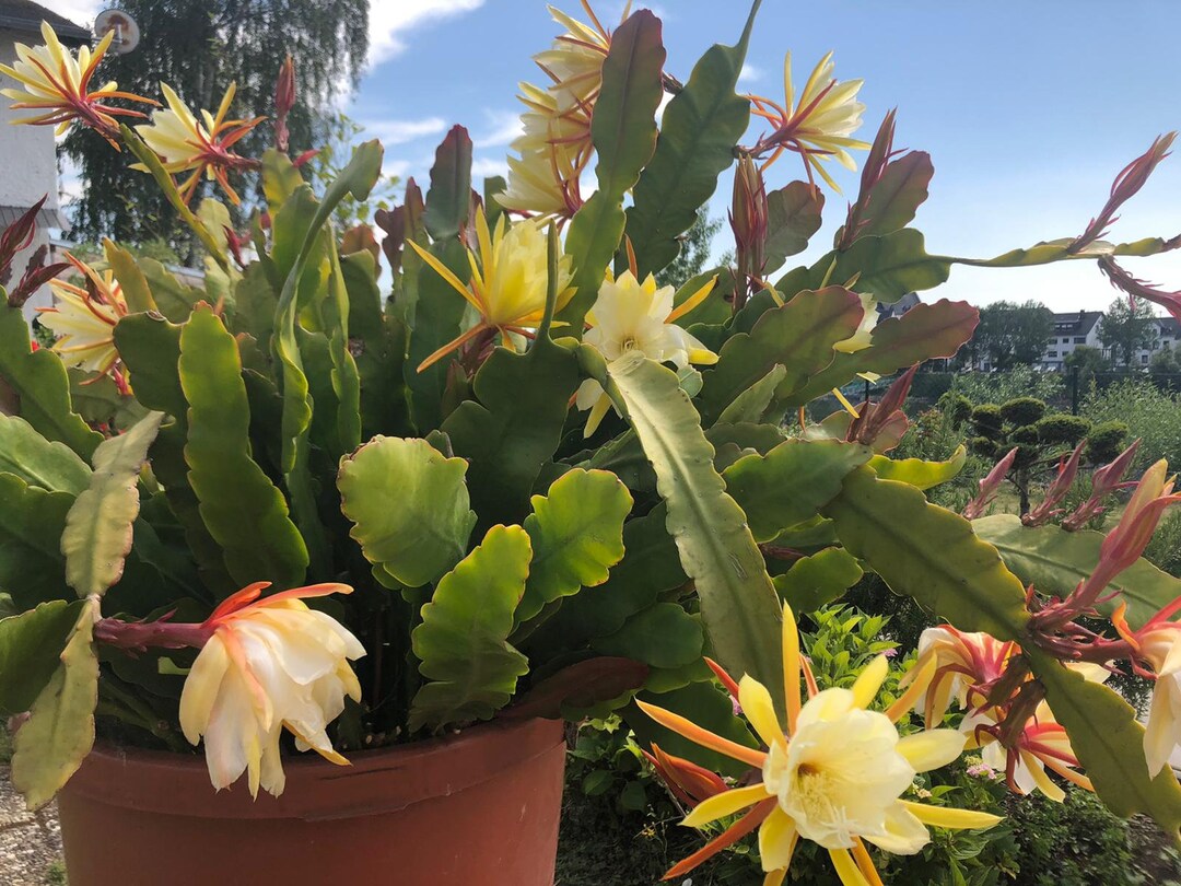 Esqueje De Epiphyllum (cactus Orquídea) Variedad SIRIUS – Tamaño XXL Sin Enraizar – Flor Amarilla