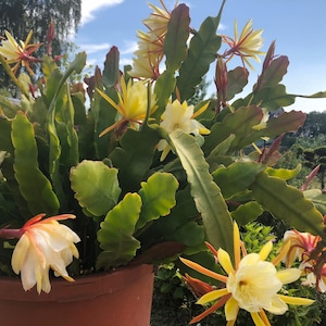 Cactus orchids, Yellow Epiphyllum, 2 cuttings, Yellow Orchid Cactus, 2 fresh cut ready to root cuttings, 20-30 cm