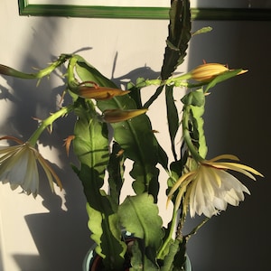 Epiphyllum Orchideen Kaktus, variiert Blätter Stecklinge, Orchid Cactus fresh cuttings Bild 5