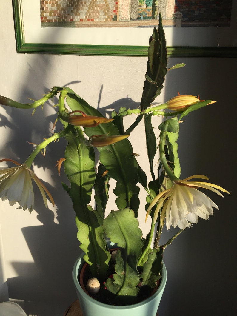 Epiphyllum Orchideen Kaktus, variiert Blätter Stecklinge, Orchid Cactus fresh cuttings Bild 5