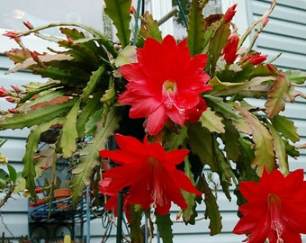 Cactusorchideeën, Rode Epiphyllum, 3 stekjes, Rode Orchidee Cactus, 3 verse, wortelklare stekjes, 20-40 cm